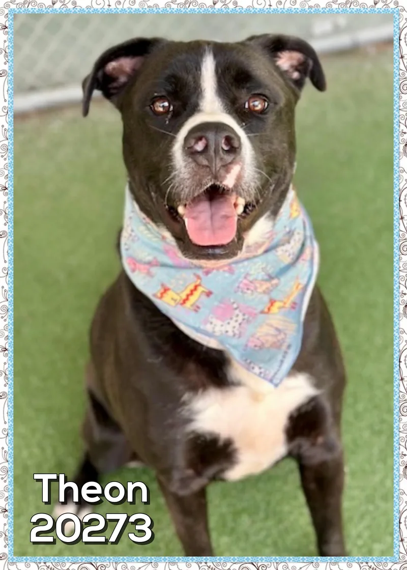 Theon thumbnail 5