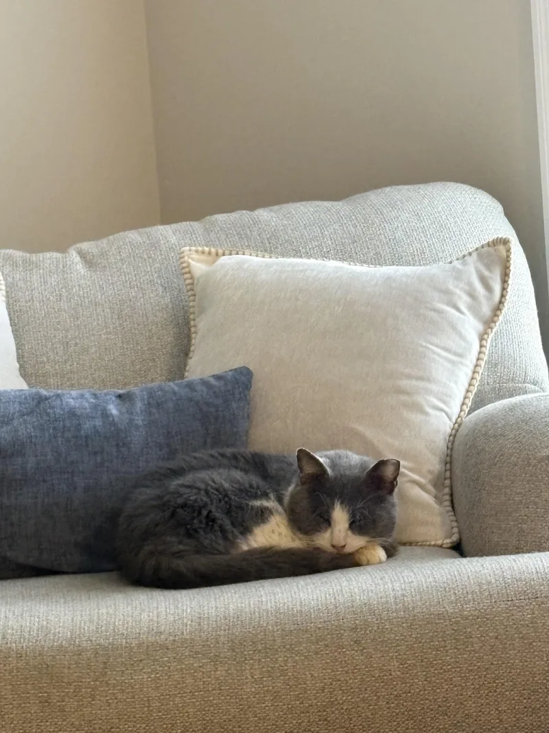 Little Gray thumbnail 2