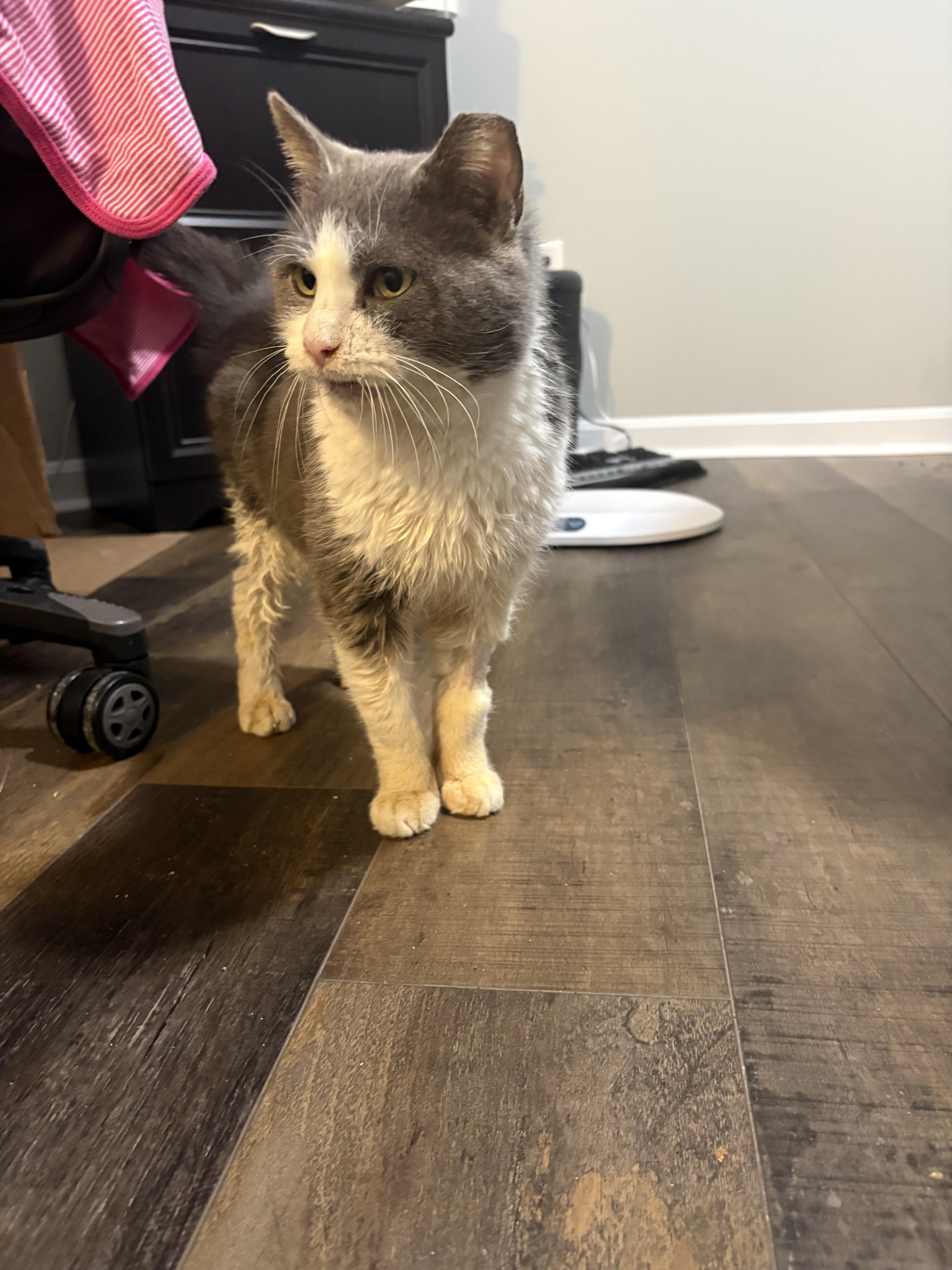 Little Gray thumbnail 3