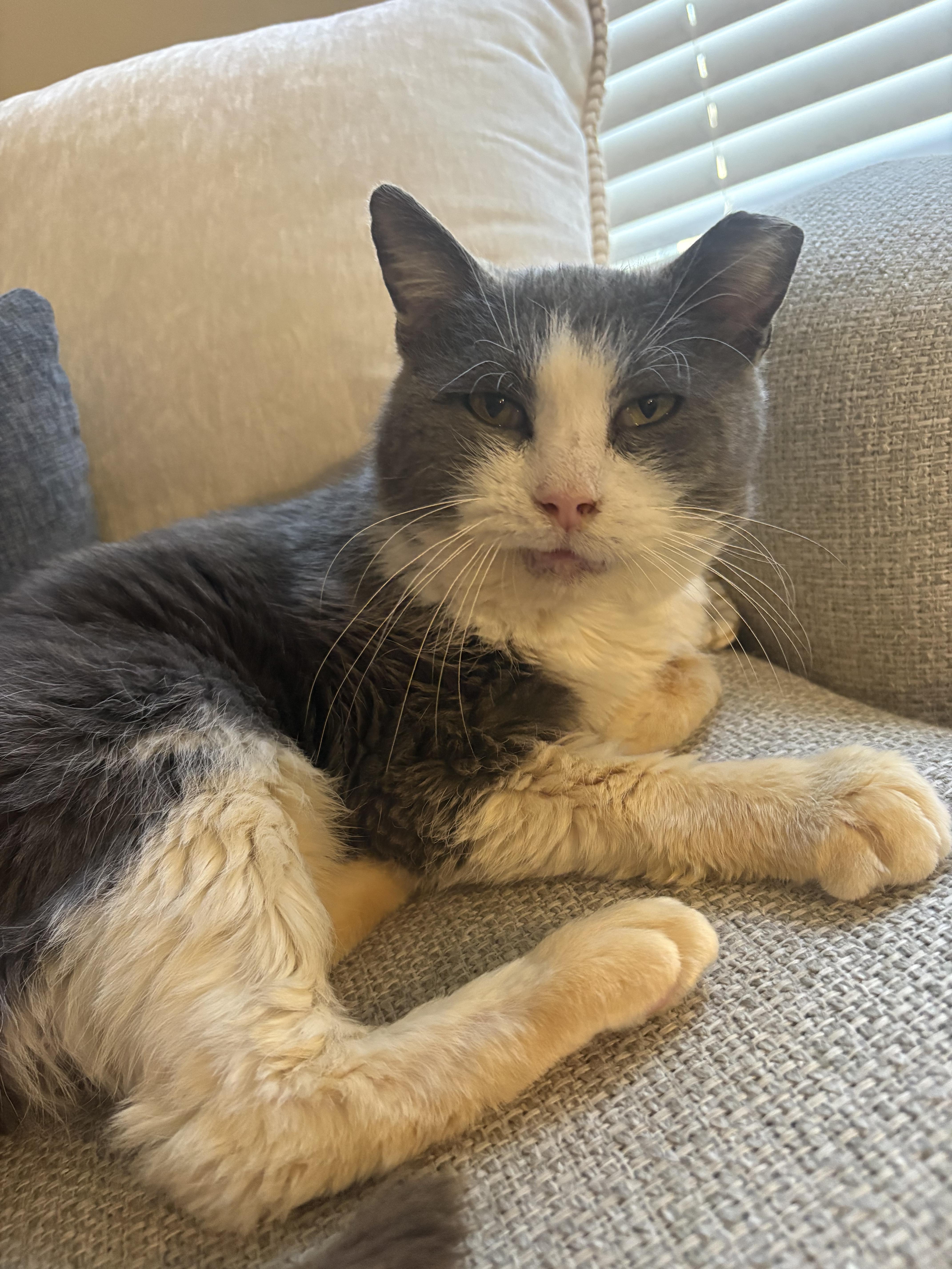 Little Gray thumbnail 4