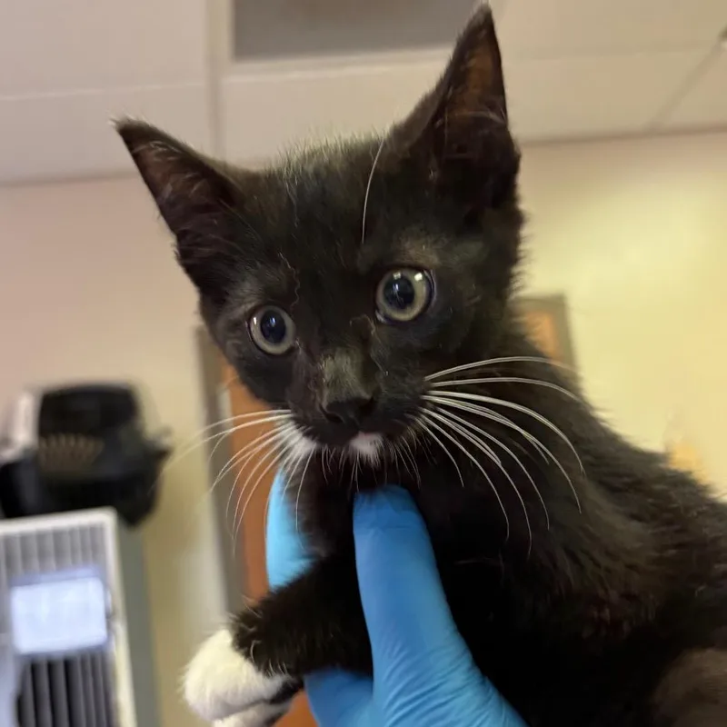 A baby small-sized male Black Domestic Short Hair cat named Frodo for adoption in Norfolk, NE