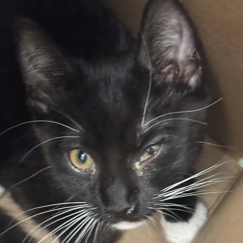 A baby small-sized male Orange / Red Domestic Short Hair cat named Veiled Lady for adoption in Jacksonville, FL