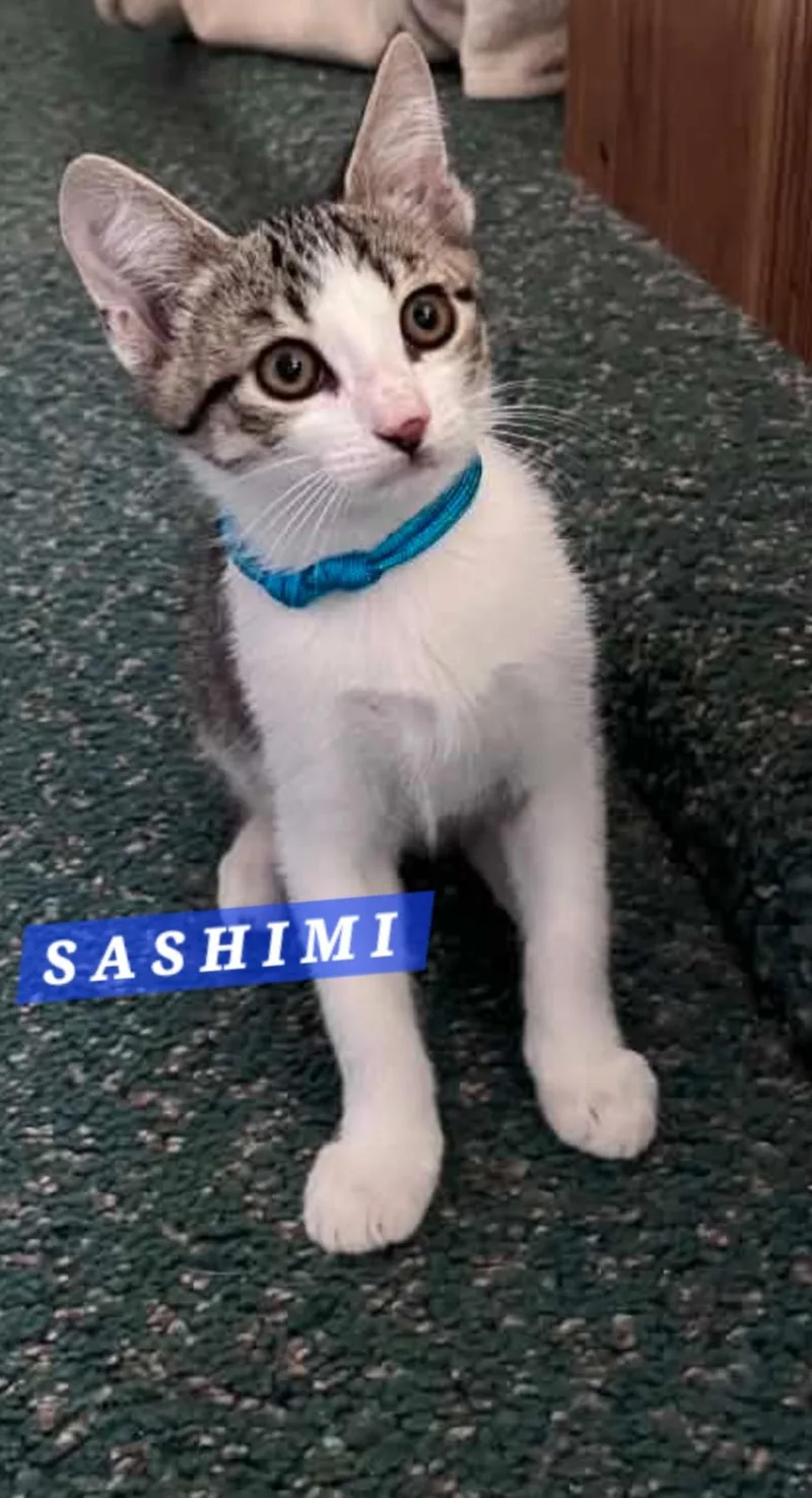 A baby medium-sized female Tabby (Brown / Chocolate) Domestic Short Hair cat named Sashimi for adoption in Orange, CA