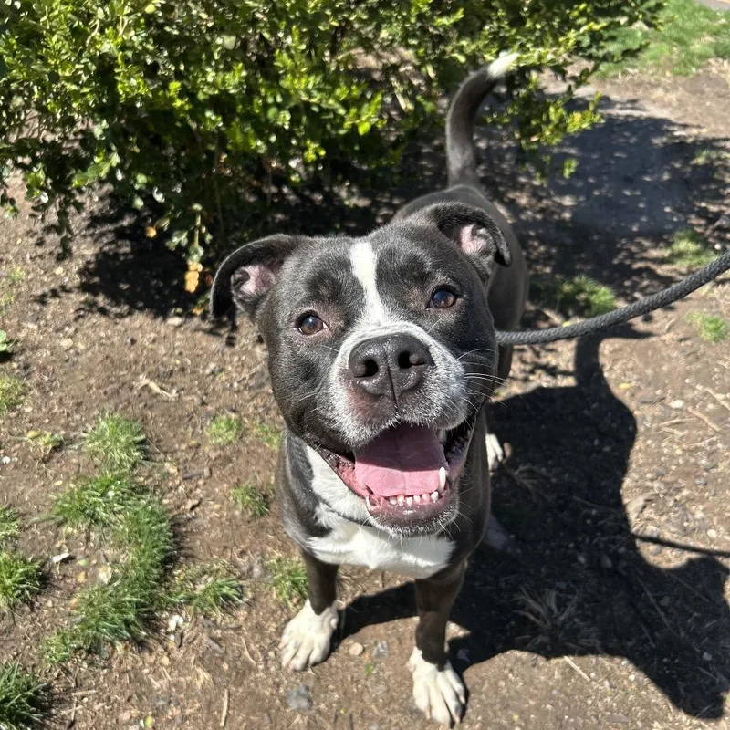 An adult medium-sized male Black Mixed Breed dog named Norman Thayer for adoption in Weimar, CA