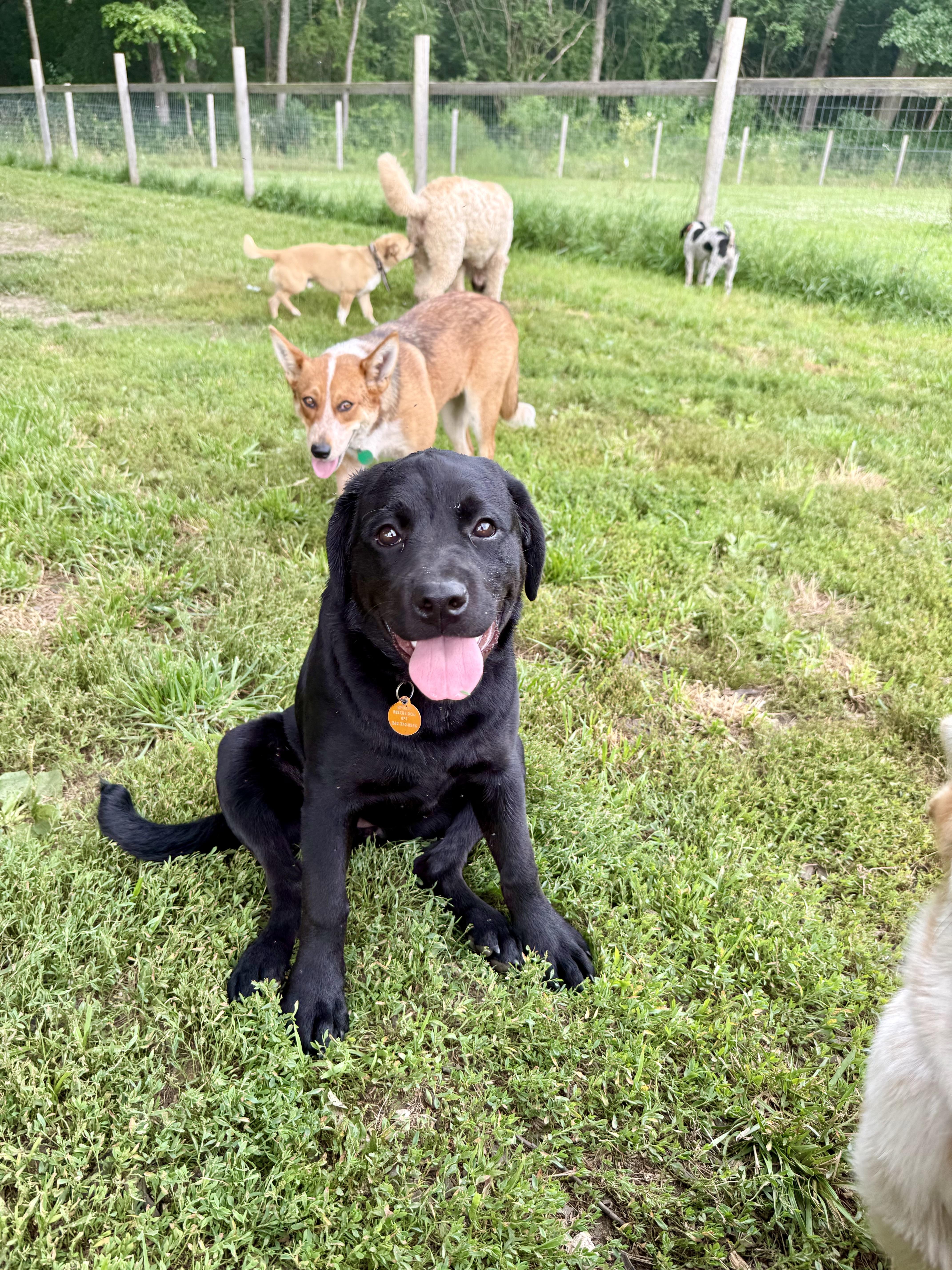 A young medium-sized female Black Rottweiler dog named Zena for adoption in Waukesha , WI