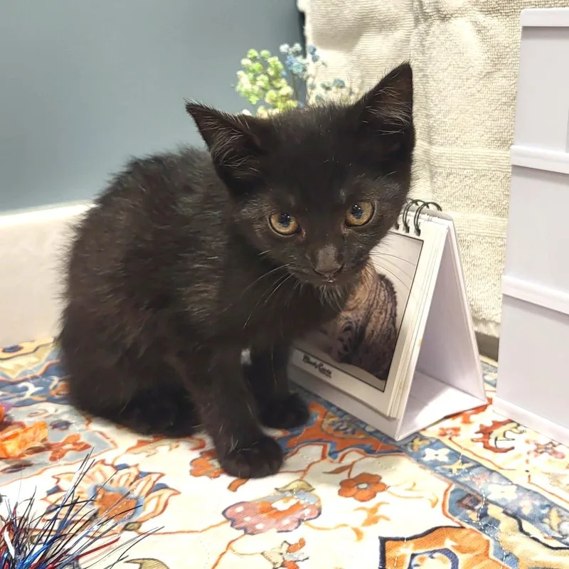 A baby small-sized female Black Domestic Short Hair cat named Tiffany for adoption in Fort Wayne, IN