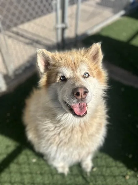 An adult large-sized male Siberian Husky dog named Teddy for adoption in Chula Vista, CA