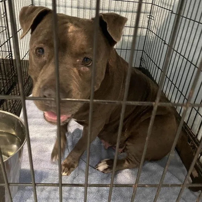 An adult medium-sized female Gray / Blue / Silver Mixed Breed dog named Girl for adoption in Port Charlotte, FL