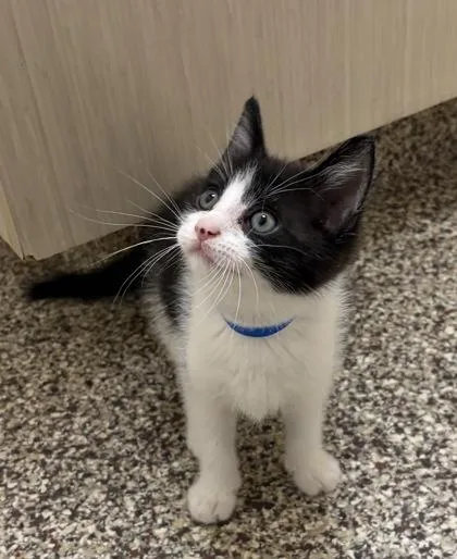 Vincenzo