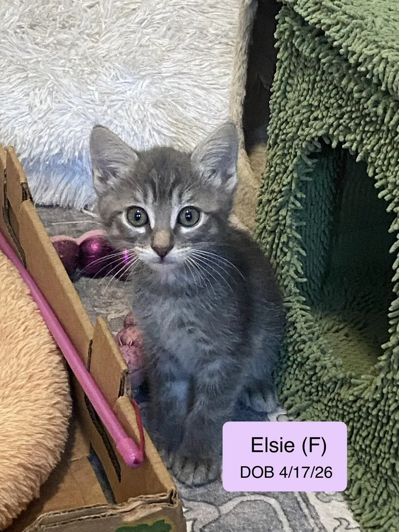 A baby medium-sized female Domestic Short Hair cat named Elsie for adoption in Vacaville, CA