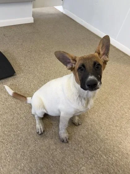 An adult large-sized male Mixed Breed dog named Cosmo for adoption in St. Anne, IL