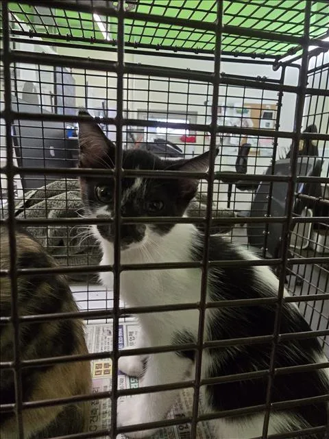 A baby small-sized female Domestic Short Hair cat named Tammy for adoption in Los Angeles, CA