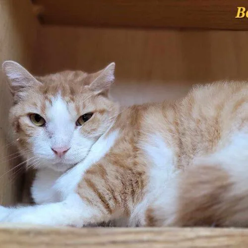 A senior medium-sized male Domestic Short Hair cat named Bobo for adoption in Tipp City, OH