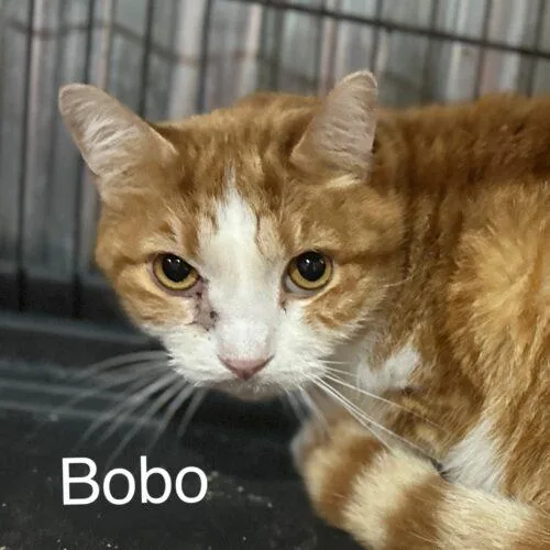 Bobo thumbnail 2
