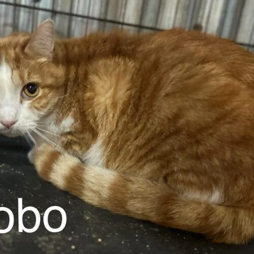Bobo thumbnail 5