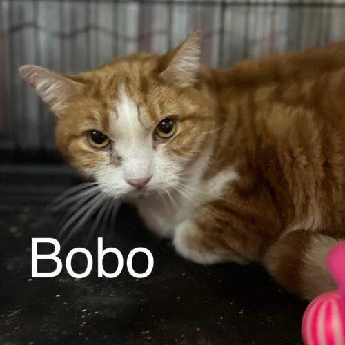 Bobo thumbnail 6