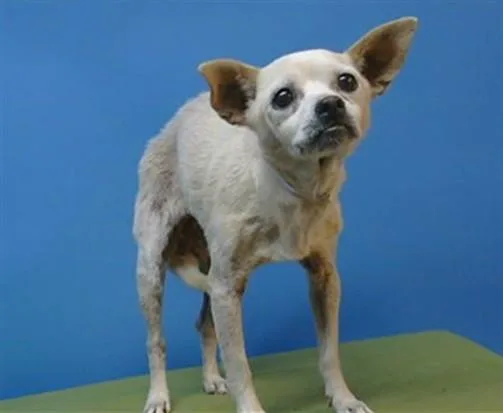 A senior small-sized female Chihuahua dog named Lily for adoption in Gardena, CA