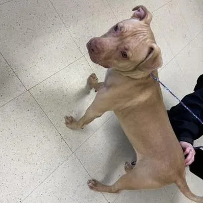 A young medium-sized male Yellow / Tan / Blond / Fawn Mixed Breed dog named Wiley for adoption in Binghamton, NY