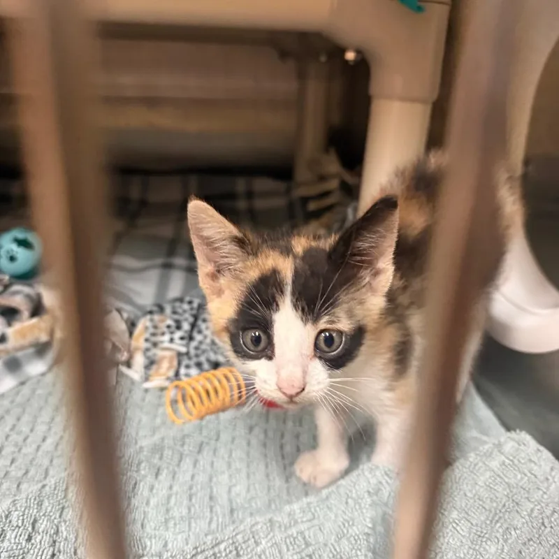 A baby small-sized female Calico Domestic Short Hair cat named Morganton for adoption in Naples, FL