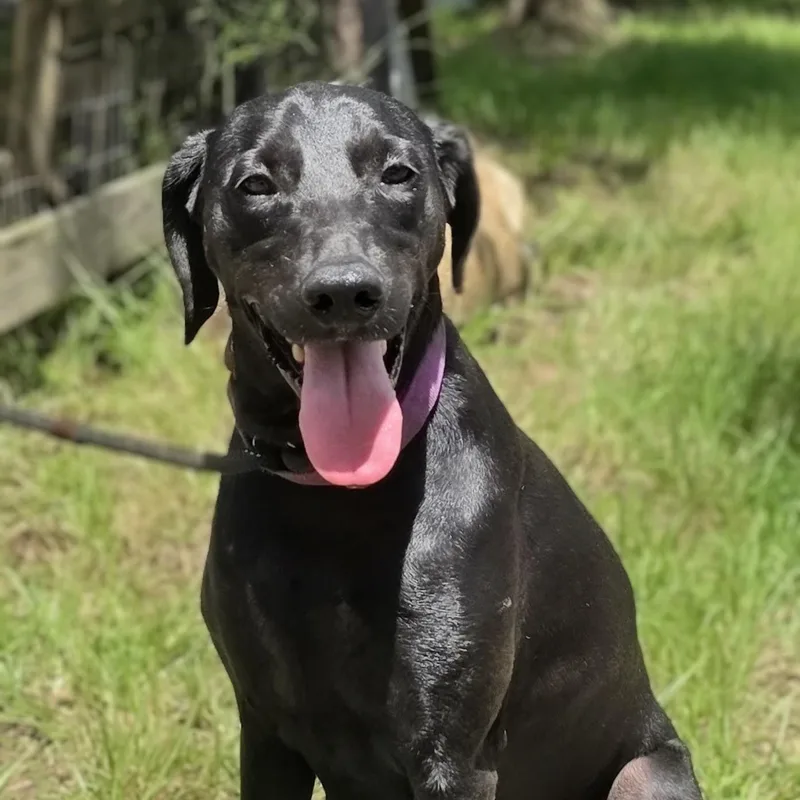 An adult medium-sized female Black Labrador Retriever dog named Izzy for adoption in Cleveland, TX