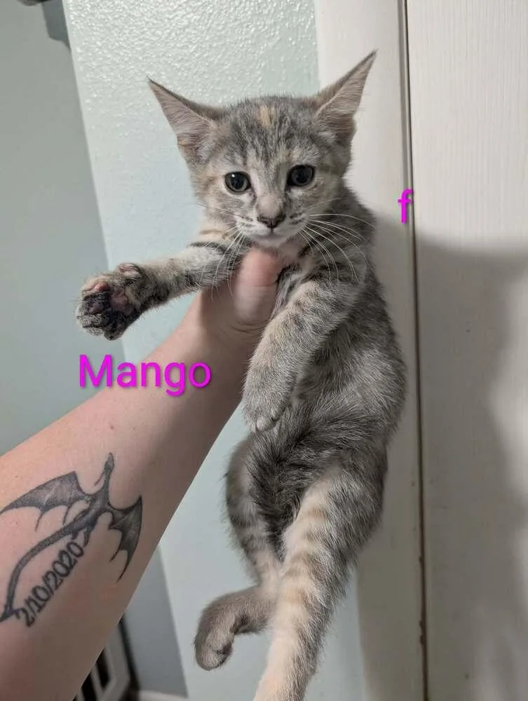 Mango