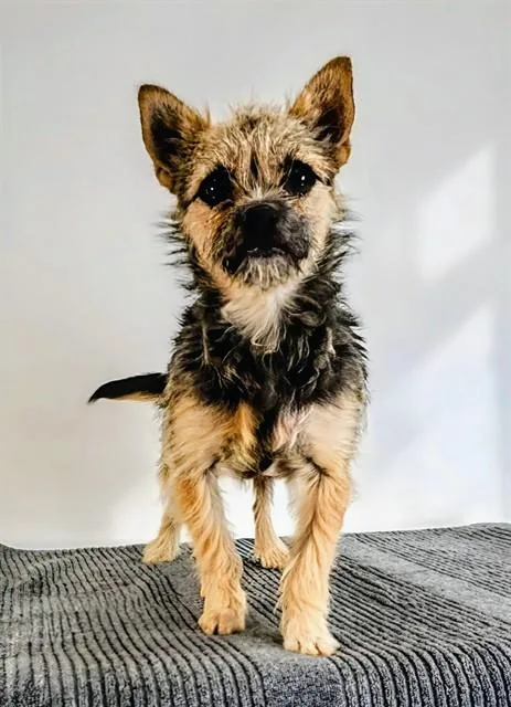 A young small-sized male Terrier dog named Brioche for adoption in Thousand Palms, CA
