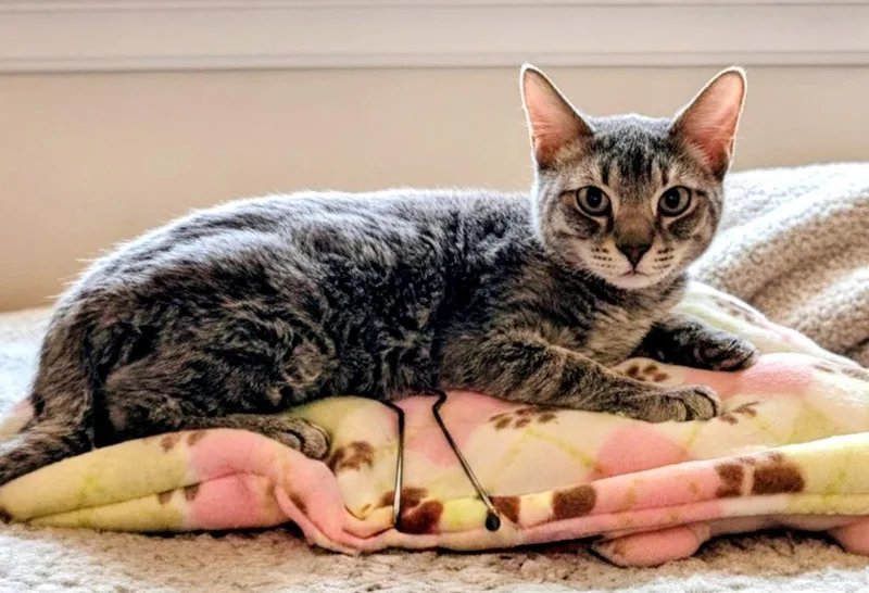 A baby small-sized female Domestic Short Hair cat named Ember$ August Special for adoption in Fort Myers, FL