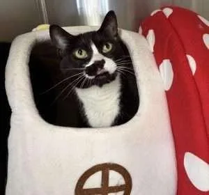 An adult medium-sized female Domestic Short Hair cat named Ponyo for adoption in Coupeville, WA