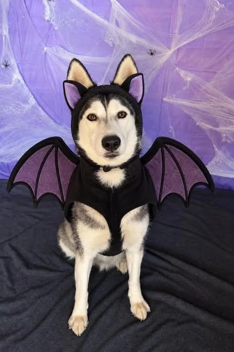 An adult medium-sized female Black Siberian Husky dog named Jasmine for adoption in Chickasha, OK