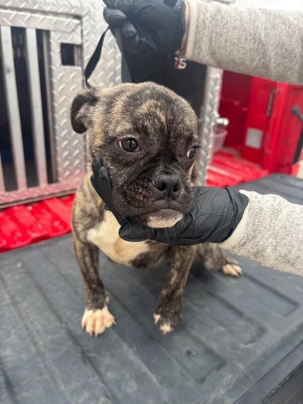 A young small-sized female Brindle Mixed Breed dog named Shelley for adoption in Hobbs, NM