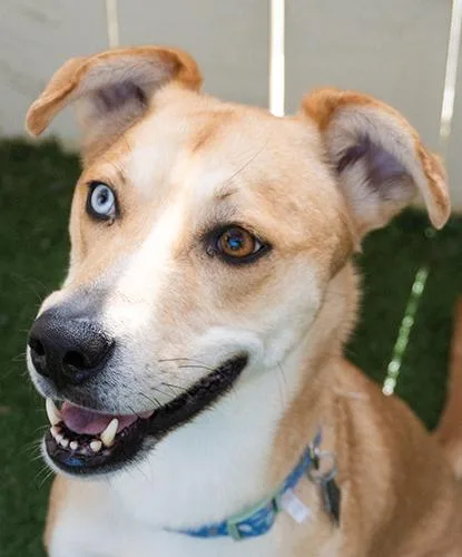 An adult medium-sized female Yellow / Tan / Blond / Fawn Labrador Retriever dog named Paradiddle for adoption in Encinitas, CA