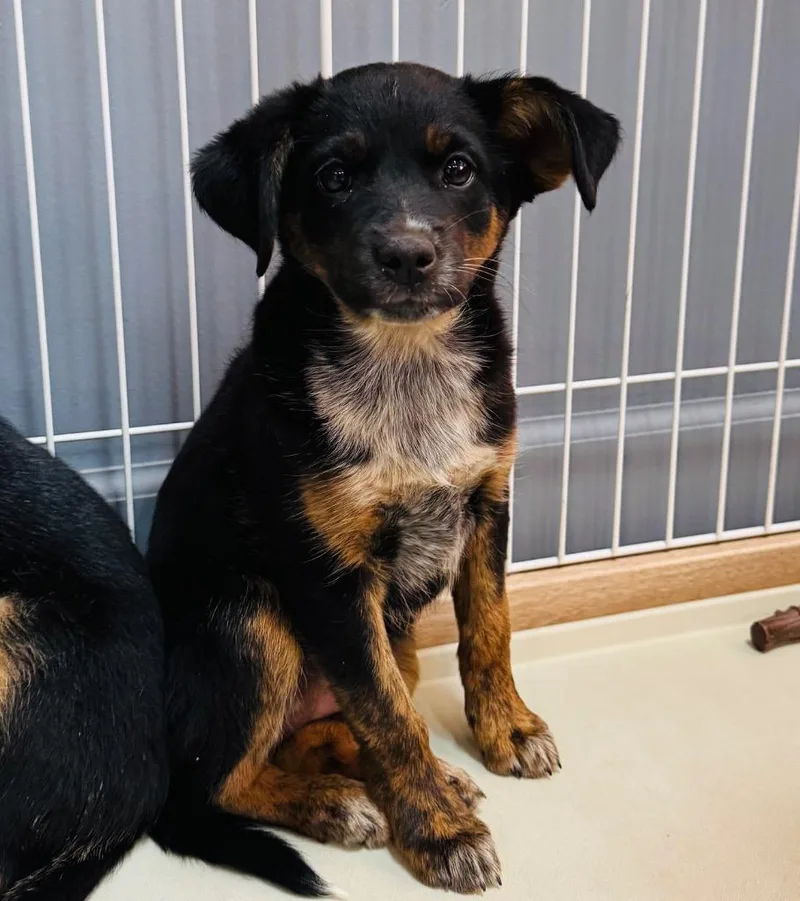 A baby medium-sized female Australian Shepherd dog named Cricket for adoption in Claremore, OK