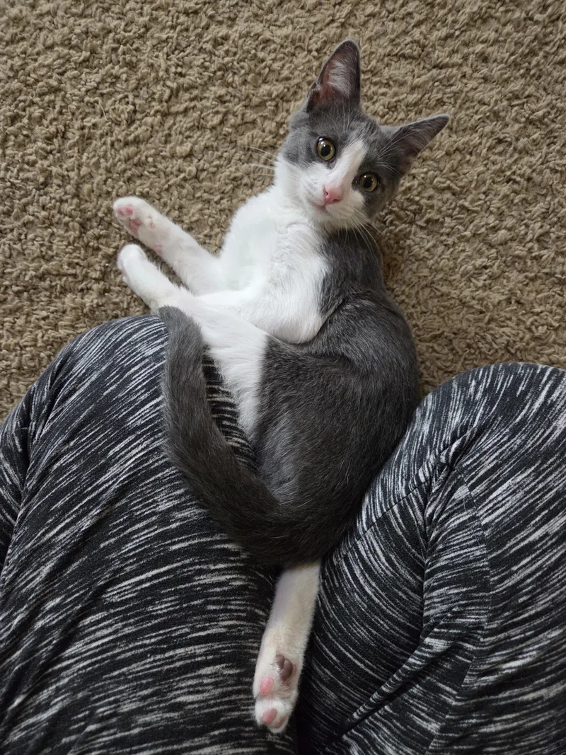 A baby medium-sized male Gray & White Domestic Short Hair cat named Fred for adoption in Millville, UT