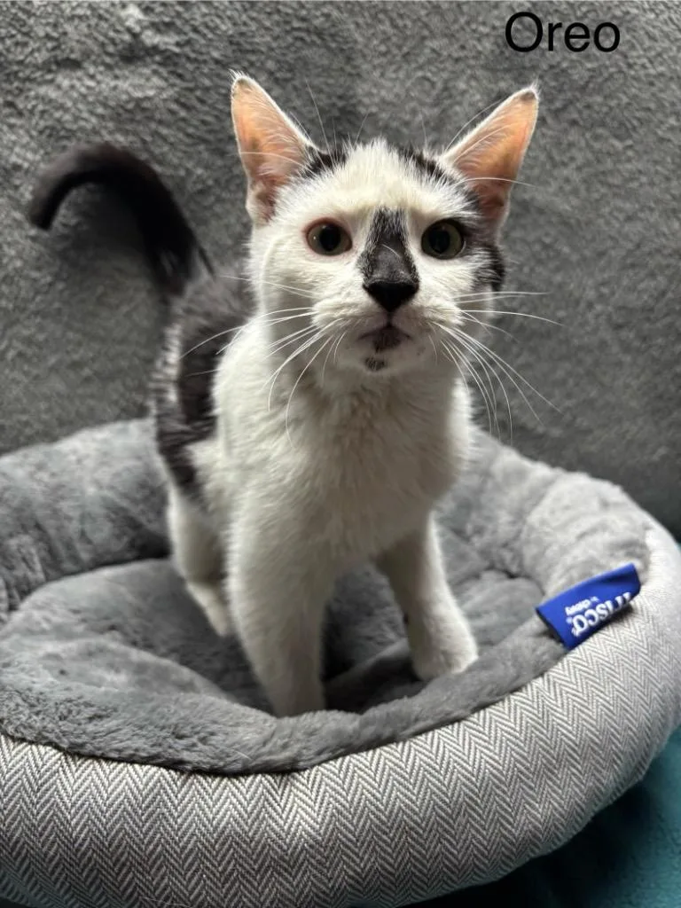 A young medium-sized male Domestic Short Hair cat named Oreo for adoption in Wabash, IN