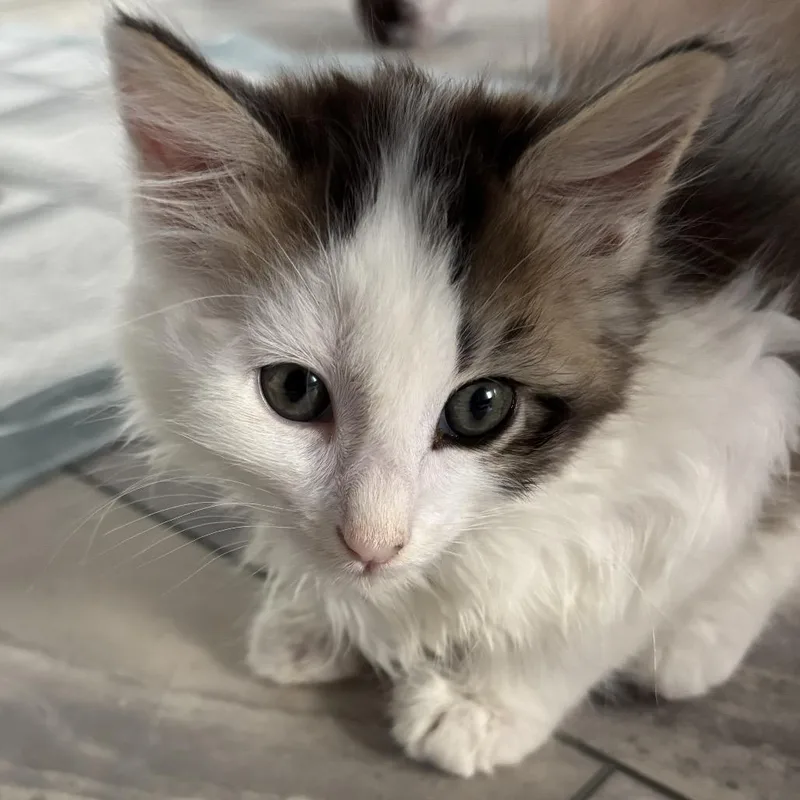 A baby small-sized male Brown / Chocolate Domestic Medium Hair cat named Puffin for adoption in Sunnyvale, CA