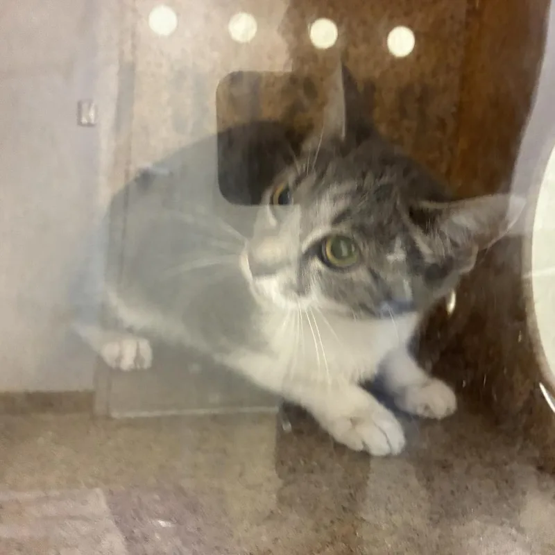 An adult medium-sized female Gray / Blue / Silver Domestic Short Hair cat named 71504 for adoption in Harrisonburg, VA