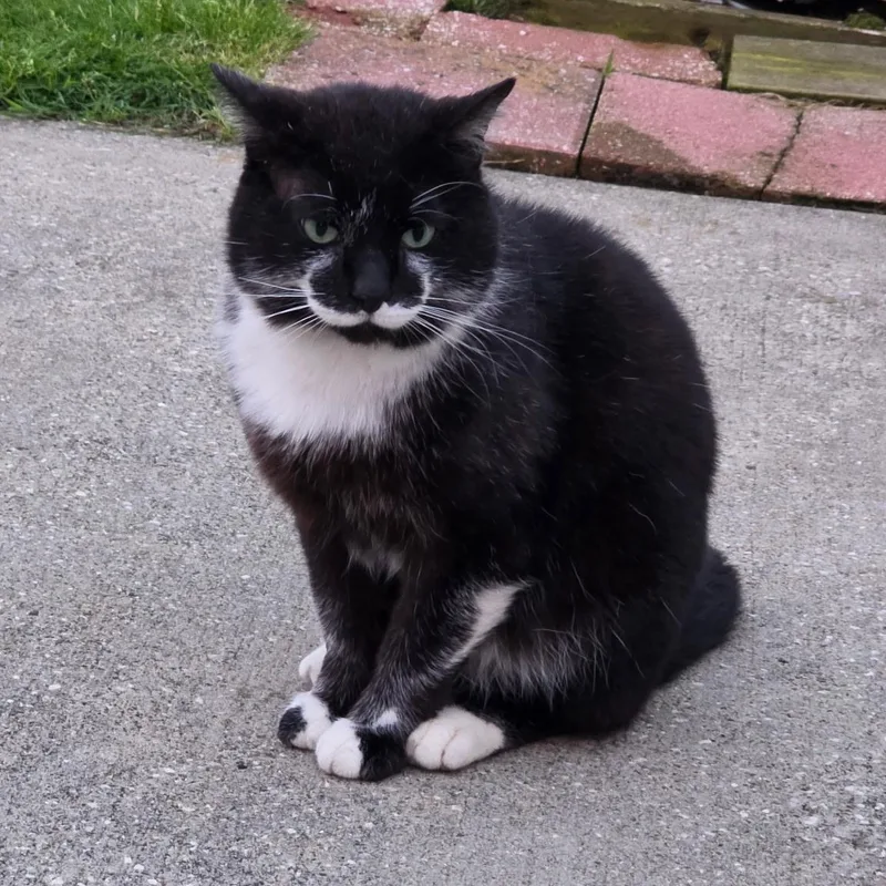 An adult medium-sized male Black & White / Tuxedo Domestic Short Hair cat named Mustache for adoption in Kent, OH