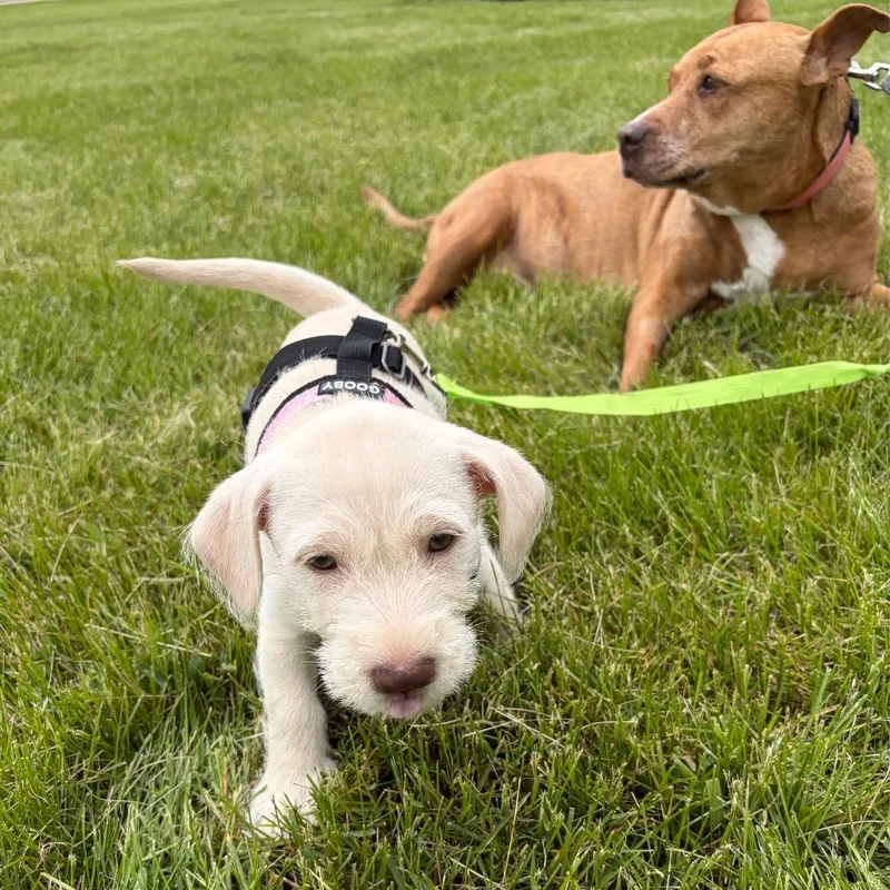 A baby small-sized female White / Cream Schnauzer dog named Kit for adoption in Wheeling, IL