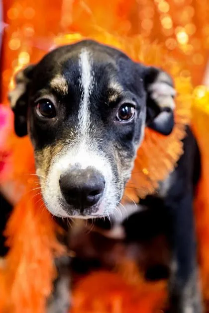 A young medium-sized female Mixed Breed dog named Alexa for adoption in Dothan, AL