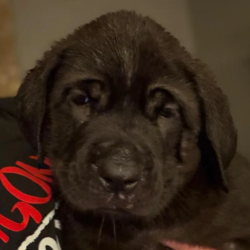 A baby large-sized female Cane Corso dog named Reba  Purple for adoption in Greenfield, IN