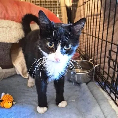 A baby medium-sized female Black & White / Tuxedo Domestic Short Hair cat named Coraline for adoption in Salt Lake City, UT