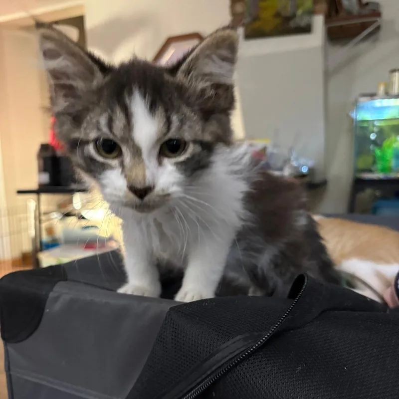 Sam