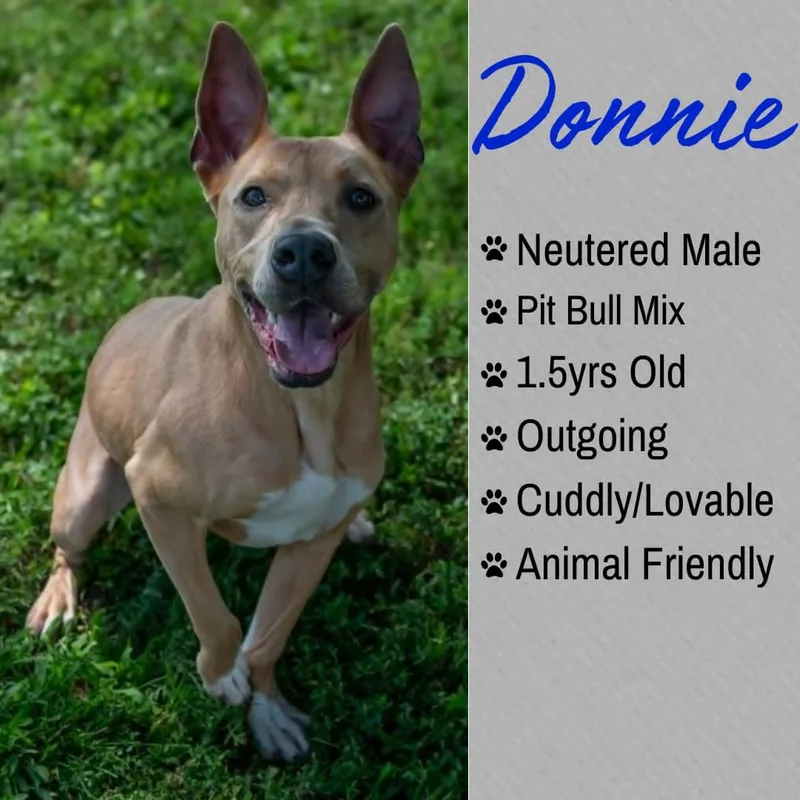 An adult medium-sized male Yellow / Tan / Blond / Fawn Staffordshire Bull Terrier dog named Donnie for adoption in Junction City, KS