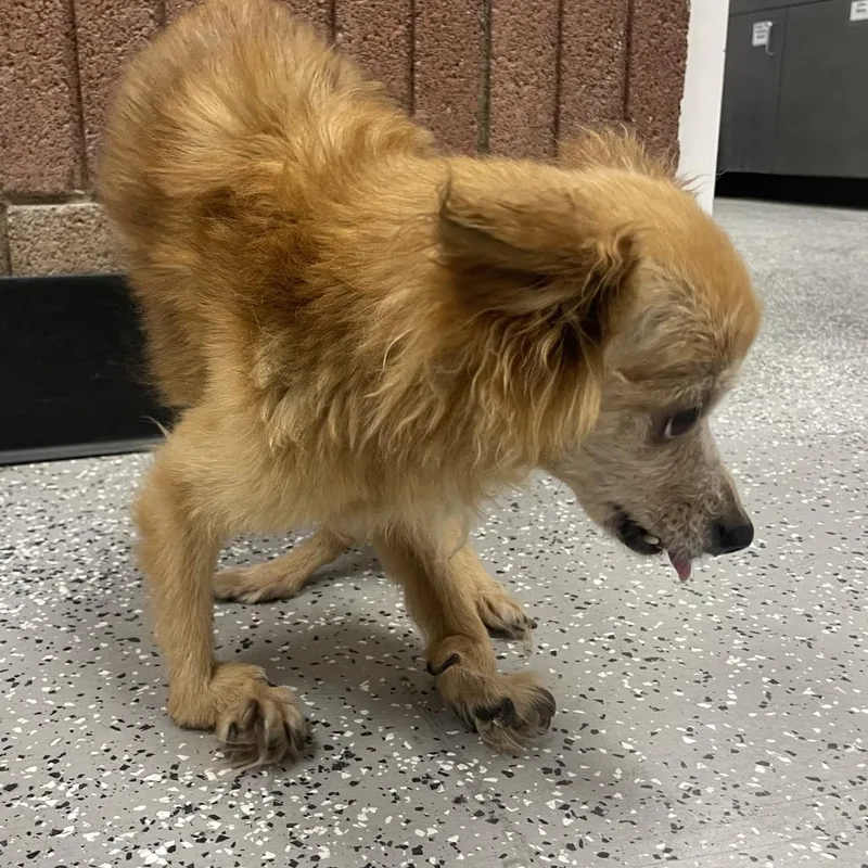 A senior small-sized female Red / Chestnut / Orange Chihuahua dog named HACCStray for adoption in Henderson, NV