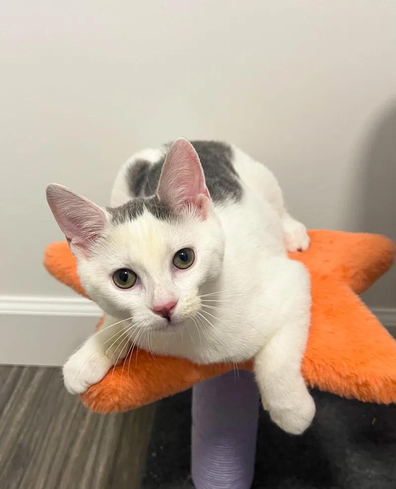 A baby medium-sized female Gray & White Domestic Short Hair cat named Willa for adoption in Mullica Hill, NJ