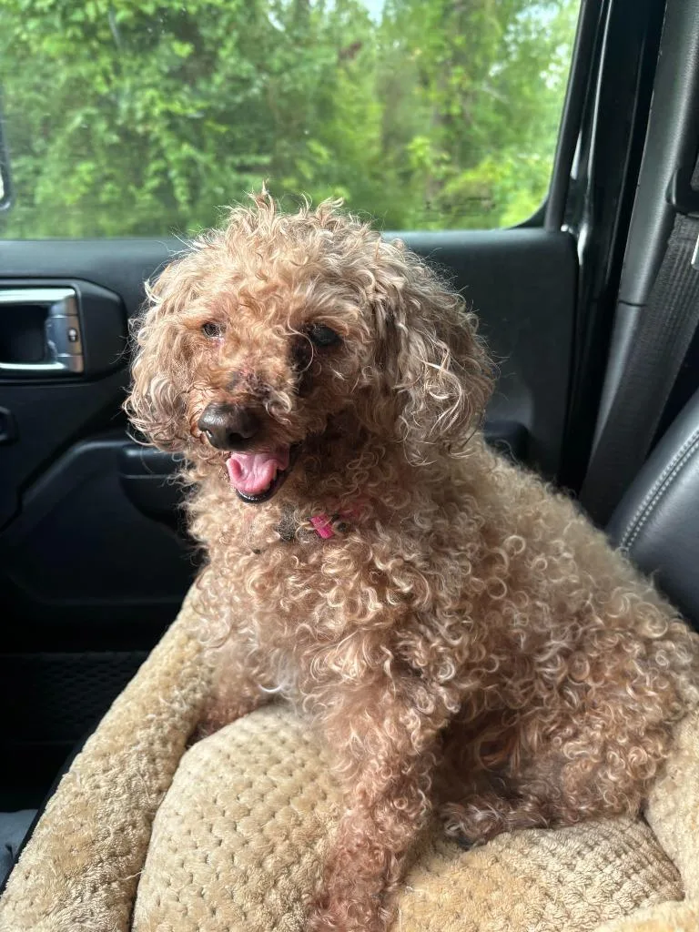 A senior small-sized female Poodle dog named Paris for adoption in New Bern, NC