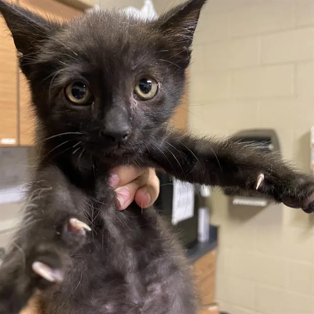 A baby small-sized female Domestic Short Hair cat named A for adoption in Modesto, CA