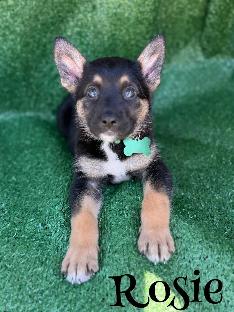 A baby large-sized female Brown / Chocolate German Shepherd Dog dog named Rosie for adoption in Pleasant Hill, CA