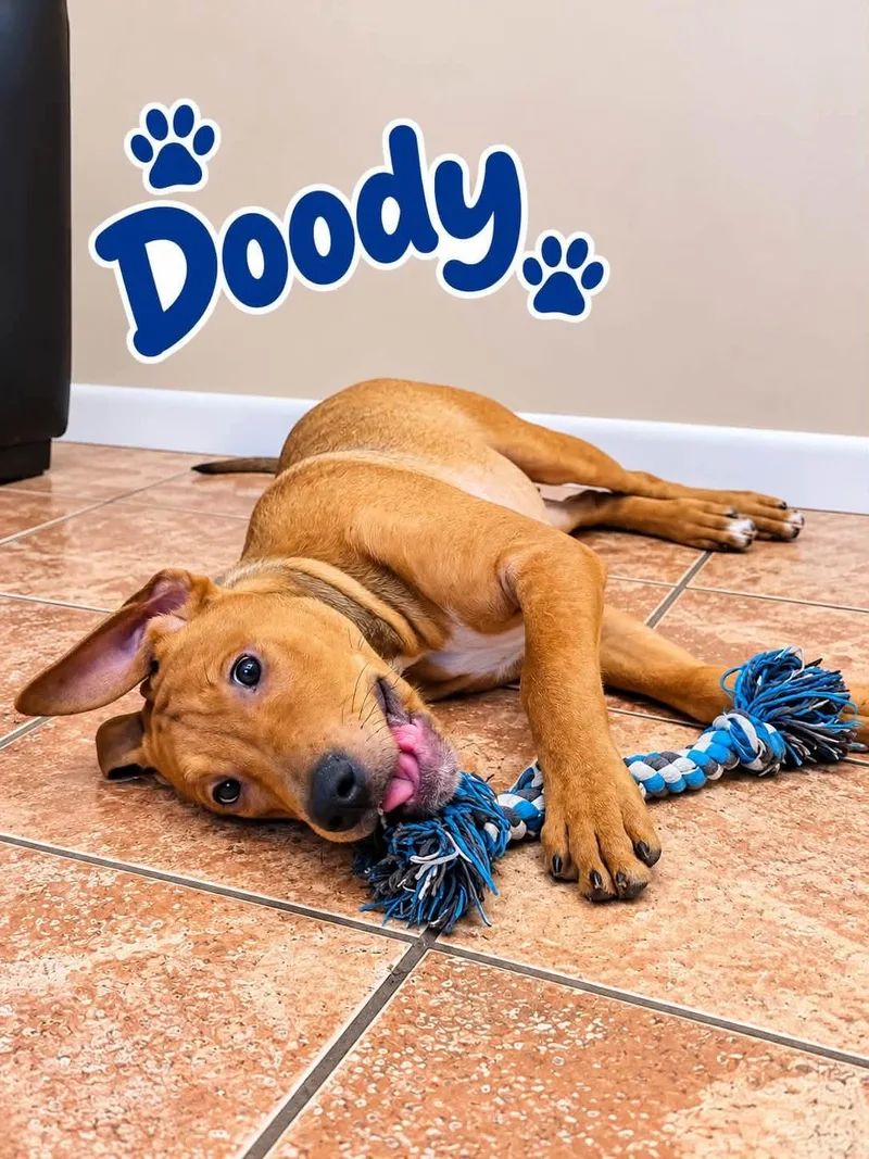 A young medium-sized male Labrador Retriever dog named Doody for adoption in Rock Hill, NY
