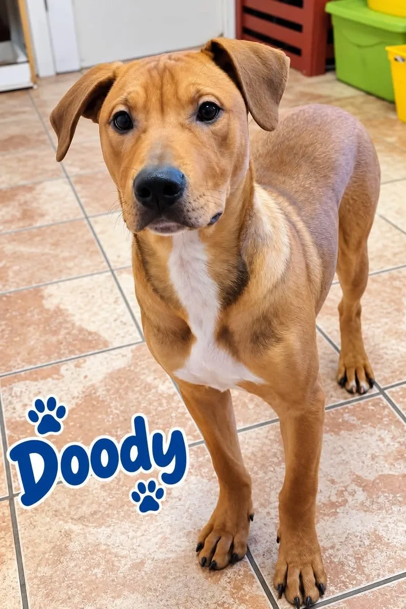 Doody thumbnail 2